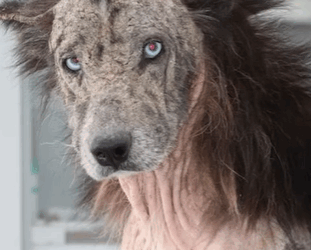 T2410014 Dog Who Looked Like Lion Adopts Real Bear Cubs part2