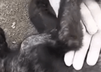 T2410030 Stupid Owners Abandoned Dogs In The Dump Was Very Patient To Find And Save All The Poor Dogs part2