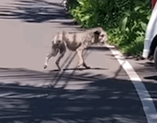 T2410019 Street Dog Who Looked Like Werewolf Looks So Different Now part2