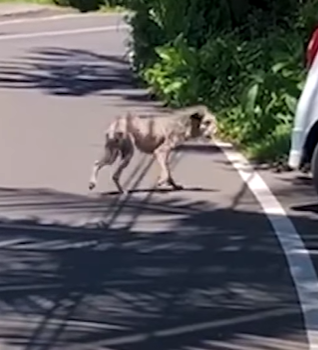 T2410019 Street Dog Who Looked Like Werewolf Looks So Different Now part2