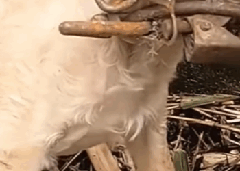 T2410029 met newborn puppy who was born and strayed on the roadside part2