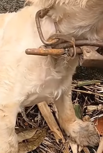 T2410029 met newborn puppy who was born and strayed on the roadside part2