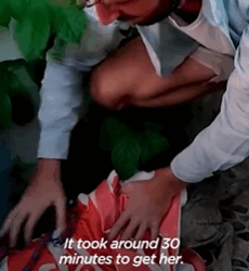 T2210012 This Ancient Looking Dog Is Actually Puppy part2