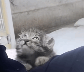 T3010033 kind woman rescued an abandoned manul cub in the wild and then this part2