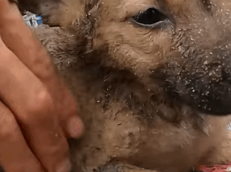 T1510014 While exercising the man heard strange noise in cardboard box on part2