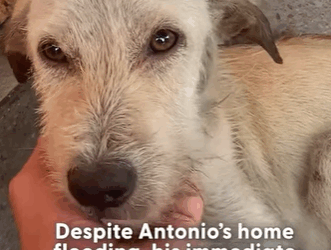 T2410011 Even though his home was flooding he was just worried part2