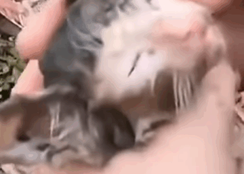 T2410024 Timely Rescue of Dying Kittens in the Ditch part2