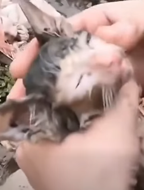 T2410024 Timely Rescue of Dying Kittens in the Ditch part2