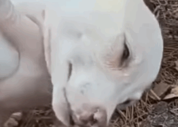 T2410022 Rescue Animals part2