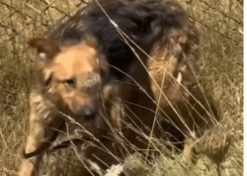 T2410006 She was keeping her babies safe wait to see how big and cute they are now part2