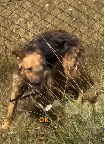 T2410006 She was keeping her babies safe wait to see how big and cute they are now part2