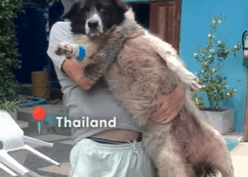 T2410016 Watch his comeback begin day later We talked to Niall about Panda part2