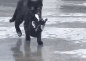 T0110024 saw cat carrying small animal in its mouth and then rescue part2