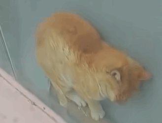 T0810024 Rescue cat that is stuck between the glass and the wall rescue fy part2