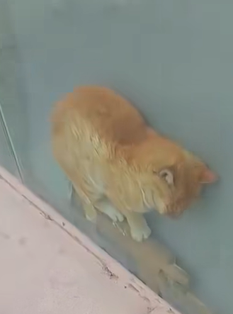 T0810024 Rescue cat that is stuck between the glass and the wall rescue fy part2