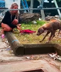 T2210018 Naked Puppy Grows The Most Gorgeous Coat part2