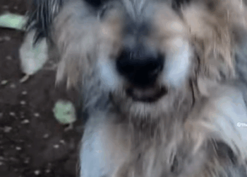 T3010034 Dog Tied Up For Years Gets To Run On The Beach Now fyp foryou dog part2