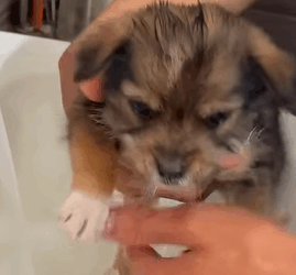 T1510024 Rescue puppy on the road rescue animal animalsoftiktok rescueanimal part2