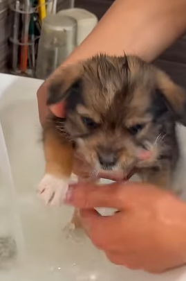 T1510024 Rescue puppy on the road rescue animal animalsoftiktok rescueanimal part2