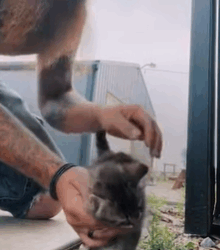 T2210008 The Cat Distribution System part2