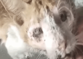 T3010014 Blind Cat Painful Cries for Help His Transformation Will Break You part2