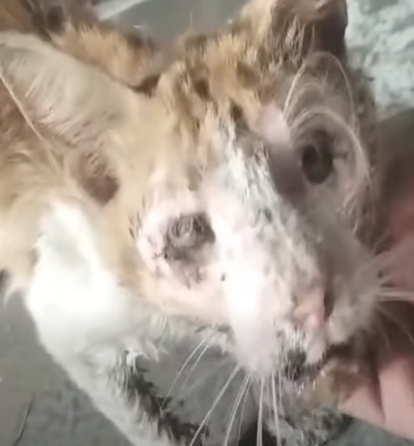 T3010014 Blind Cat Painful Cries for Help His Transformation Will Break You part2