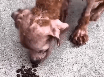 T1510019 Abandoned disabled dog dog dogsoftiktok poordog rescuedog dogvid part2