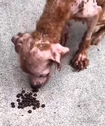 T1510019 Abandoned disabled dog dog dogsoftiktok poordog rescuedog dogvid part2