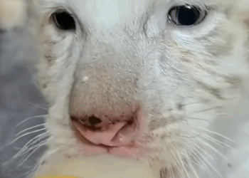 T3010028 kind hearted man adopted white tiger cub that was abandoned by it part2