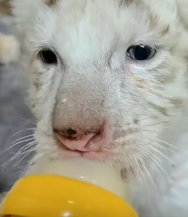 T3010028 kind hearted man adopted white tiger cub that was abandoned by it part2