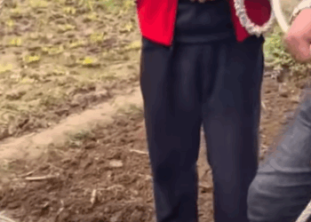 T1510015 dog dogsoftiktok poordog rescuedog part2