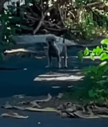 T2210009 Woman Races To Find Rescue Dog Puppies part2