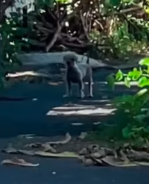 T2210009 Woman Races To Find Rescue Dog Puppies part2