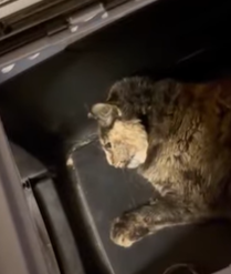 T2210017 Guy Finds Stray Cat Living At Starbucks part2