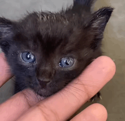 T1011001 So here is background story of little stray kitten part2