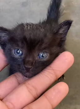 T1011001 So here is background story of little stray kitten part2