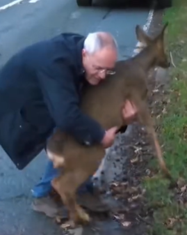 T1711001 saw him lying there helpless#animals #rescue #rescueanimals #deer part2