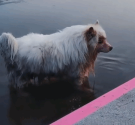T1711010 saw little dog walking towards middle of river #dog part2