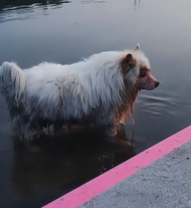 T1711010 saw little dog walking towards middle of river #dog part2