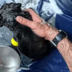 T1011007 abandoned puppy adopted after year #rescue #rescueanimals part2