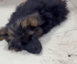 T1711016 found an abandoned German Shepherd by roads#help #rescuedog part2