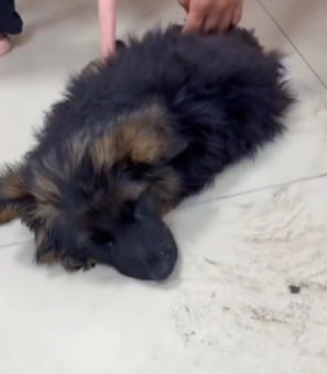 T1711016 found an abandoned German Shepherd by roads#help #rescuedog part2