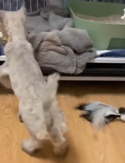 T1011020 His tough exterior is just to protect himself part2