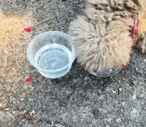 T1711015 Rescue Stray Dogs#help #rescuedog #straydogs #rescueanimals #dogslove part2