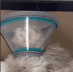 T1011024 blind cat#cat #catvideo #catsoftiktok part2