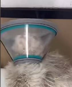 T1011024 blind cat#cat #catvideo #catsoftiktok part2