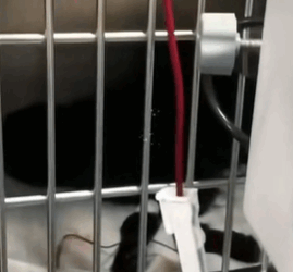 T1711014 Stray Dog Involved in Car Accident#help #rescuedog #straydogs part2