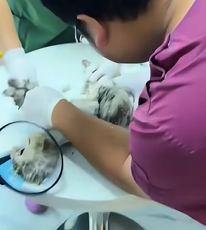 T1011021 He struggled so hard how could not care him #cat #rescuecat part2