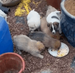 T1711013 met stray dog at an abandoned recycling station .#help #rescuedogpart2