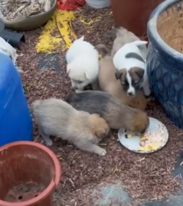 T1711013 met stray dog at an abandoned recycling station .#help #rescuedogpart2